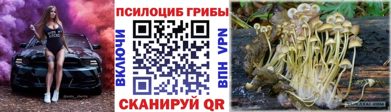 Купить закладки  Губкин  Галлюциногенные грибы Cubensis 